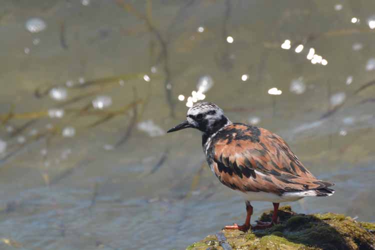 bird on rocks